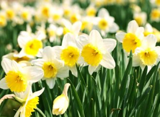 The Dewy Daffodils